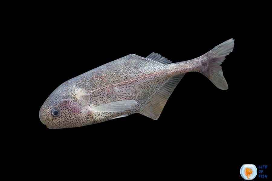 Baby Whale Fish Tank Mates