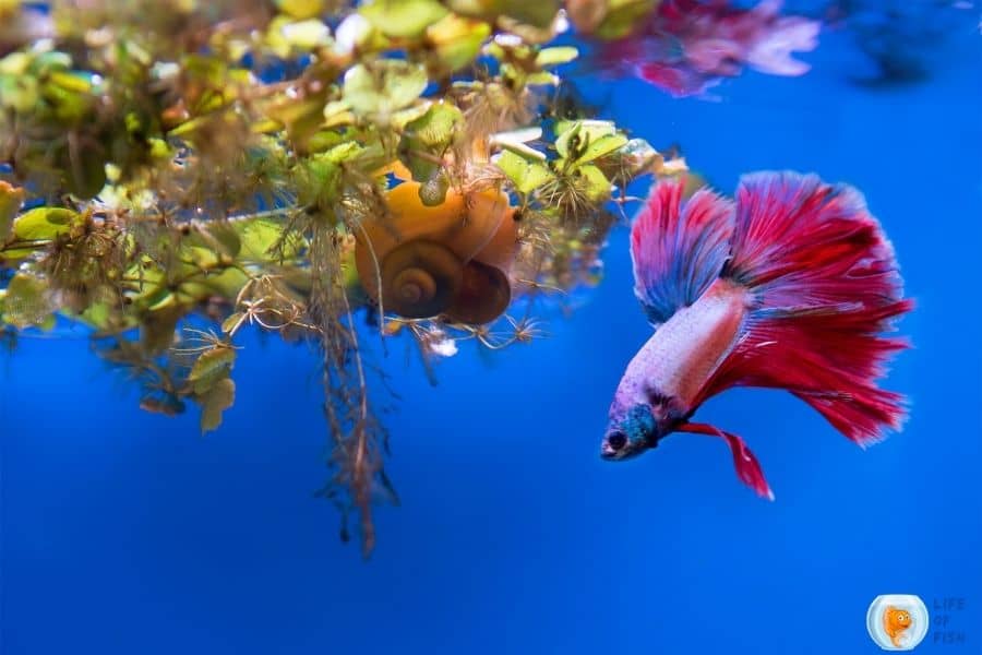 Betta Fish Tank Ideas