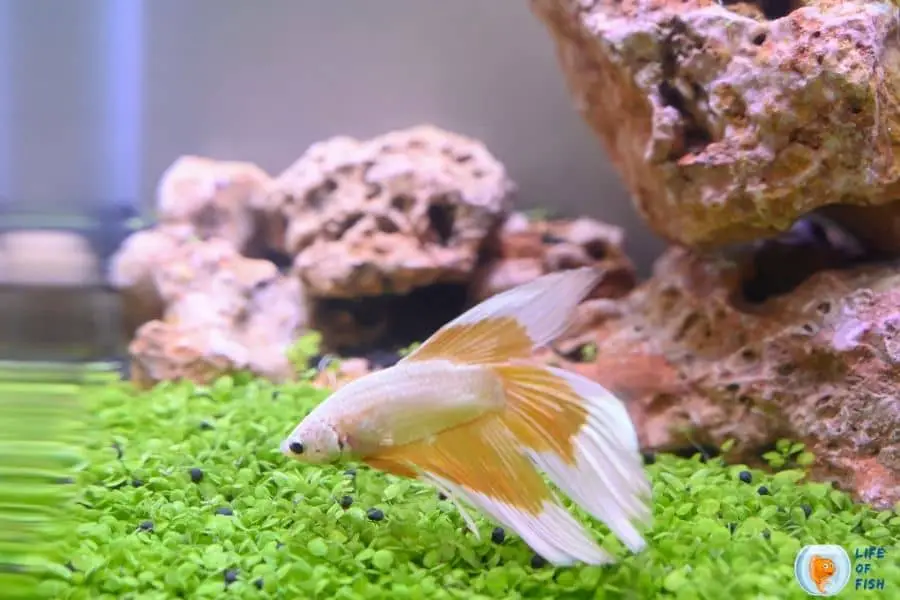 Betta Fish Tank Ideas