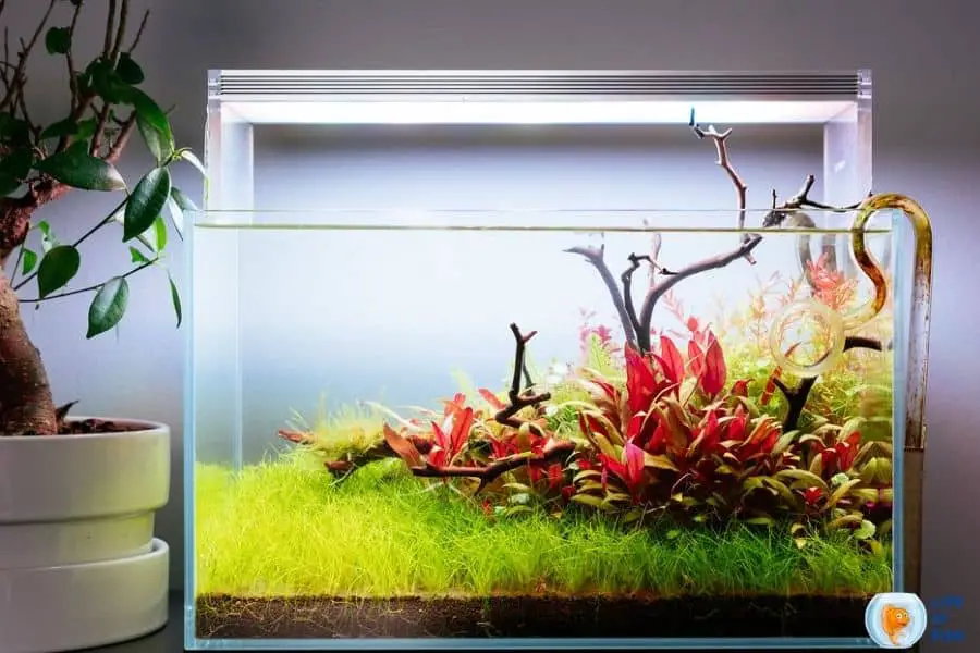 Betta Fish Tank Ideas