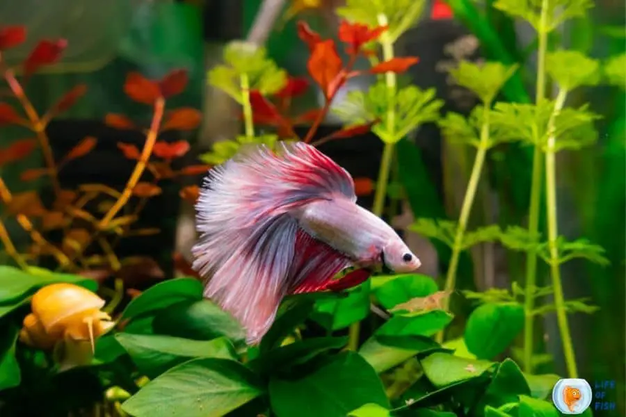 Betta Fish Tank Ideas