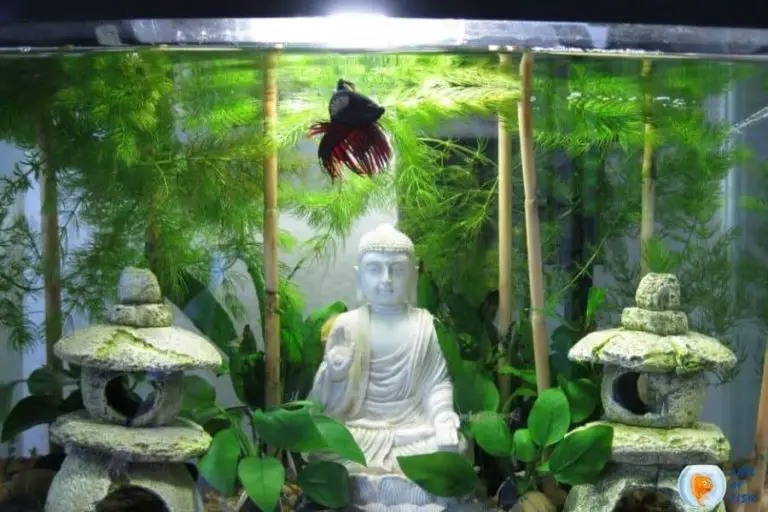 13 Best Betta Fish Tank Ideas With Images