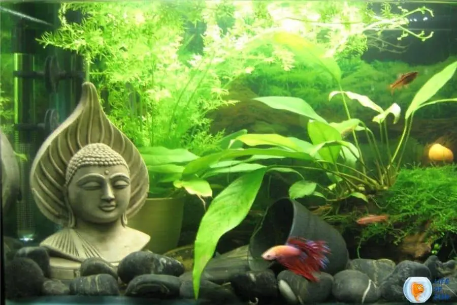 Betta Fish Tank Ideas