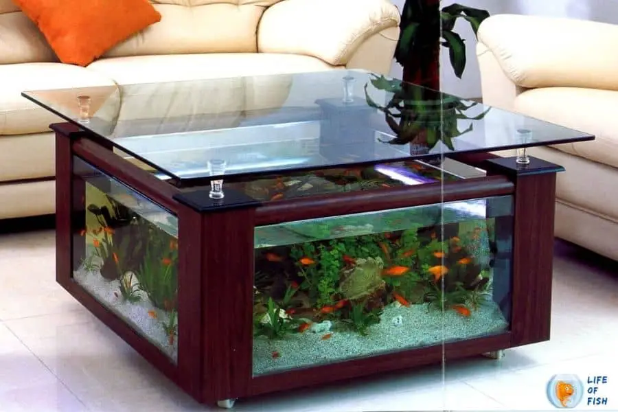 Betta Fish Tank Ideas