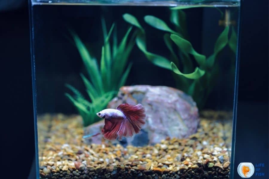 Betta Fish Tank Ideas