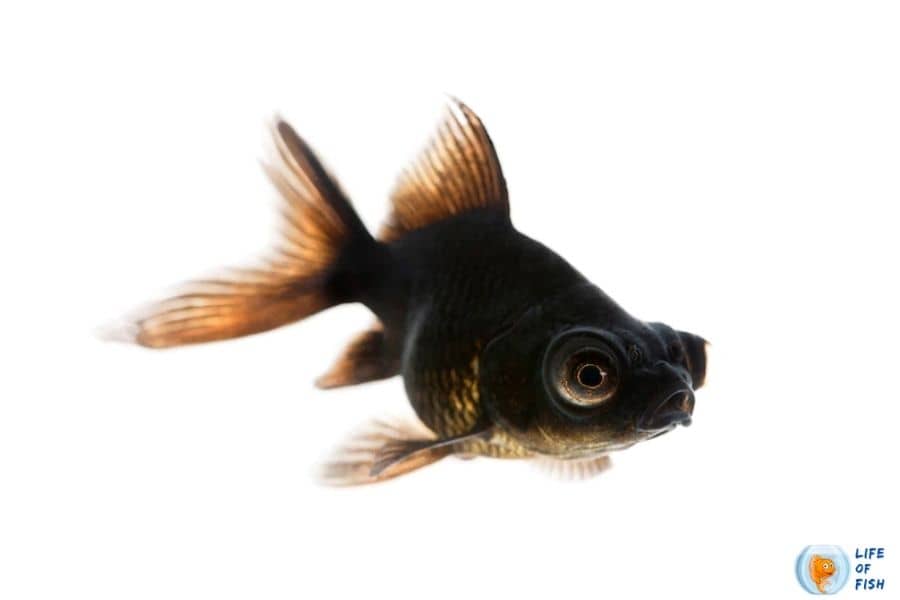 BlackMoor Goldfish Diseases