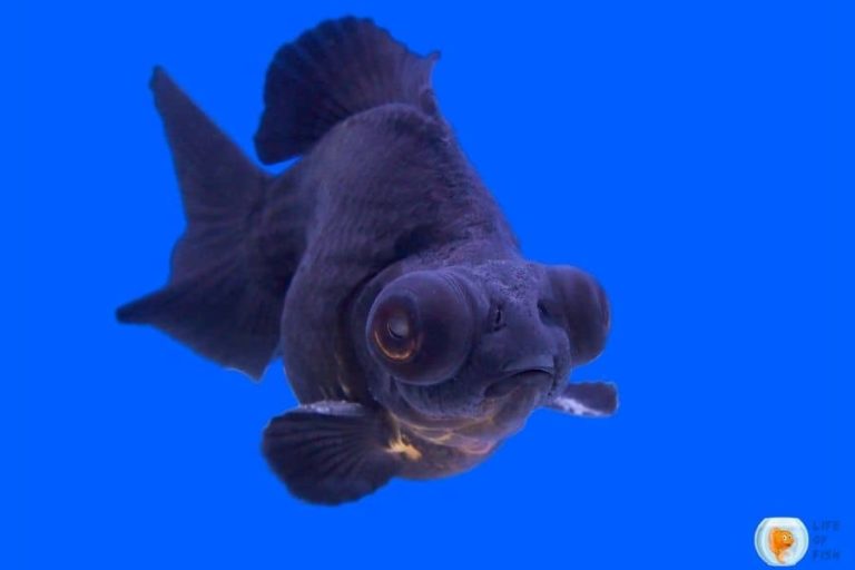 Black Moor Goldfish Introducing Bigeyed Black Beauty