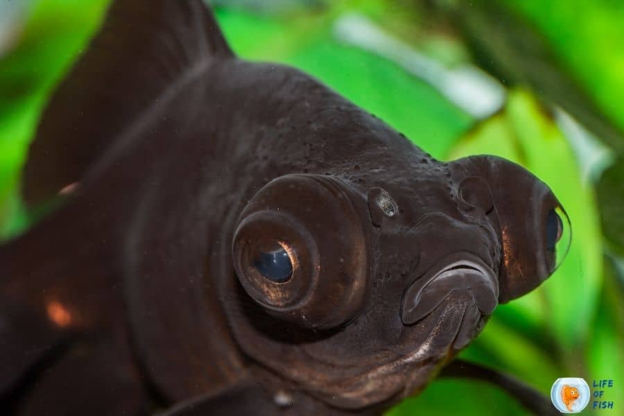 How long do black moor fish live