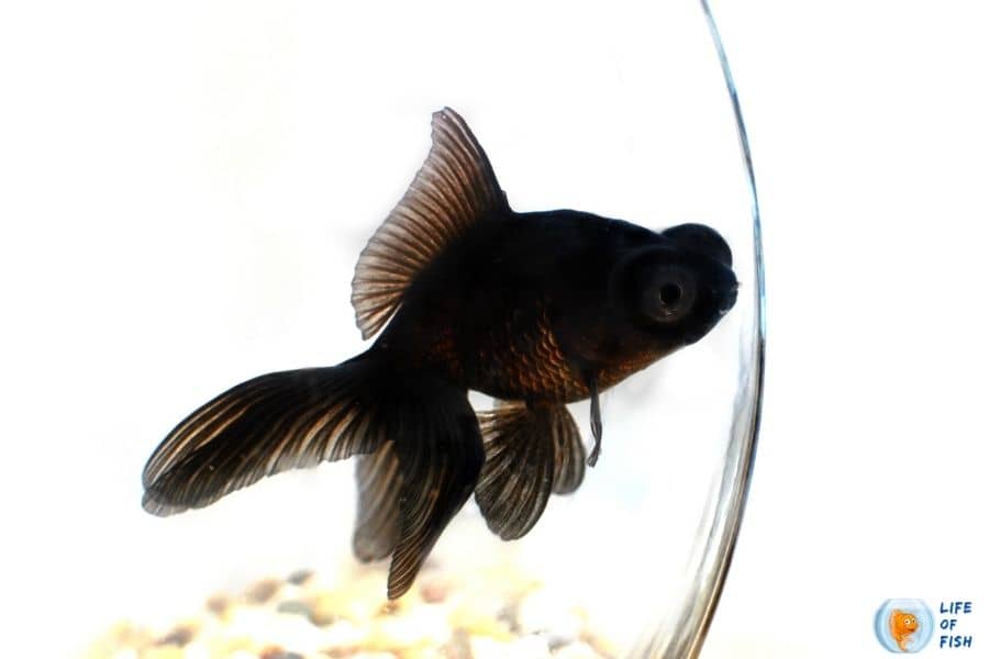 Black moor goldfish