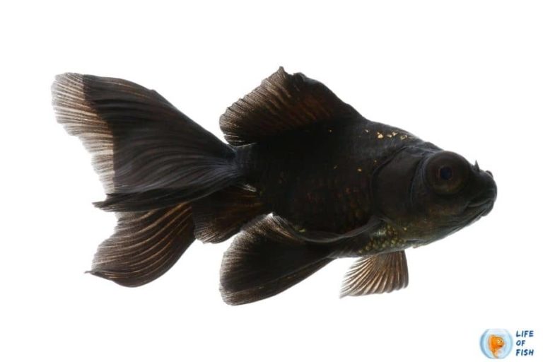 Black Moor Goldfish Introducing Bigeyed Black Beauty