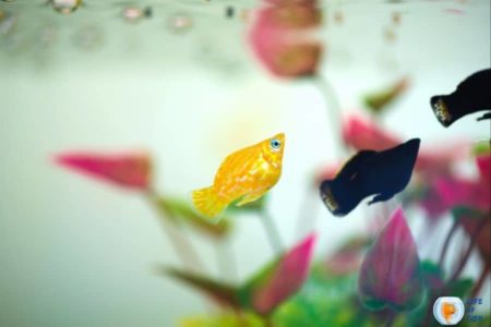 Do Mollies And Guppies Get Along? ( Tale Of Amazing Friend )