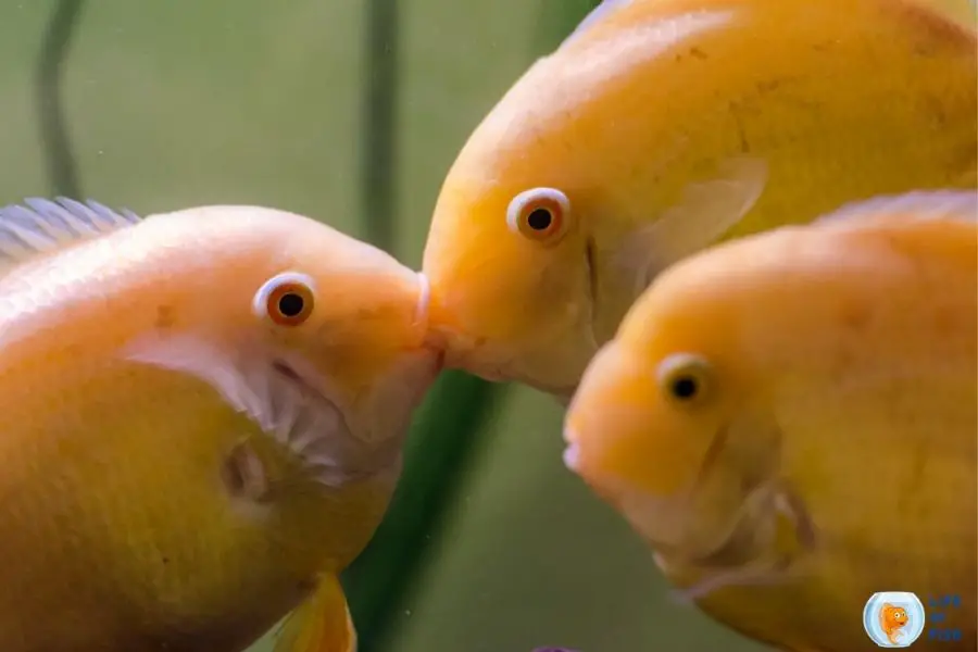 Gold Severums