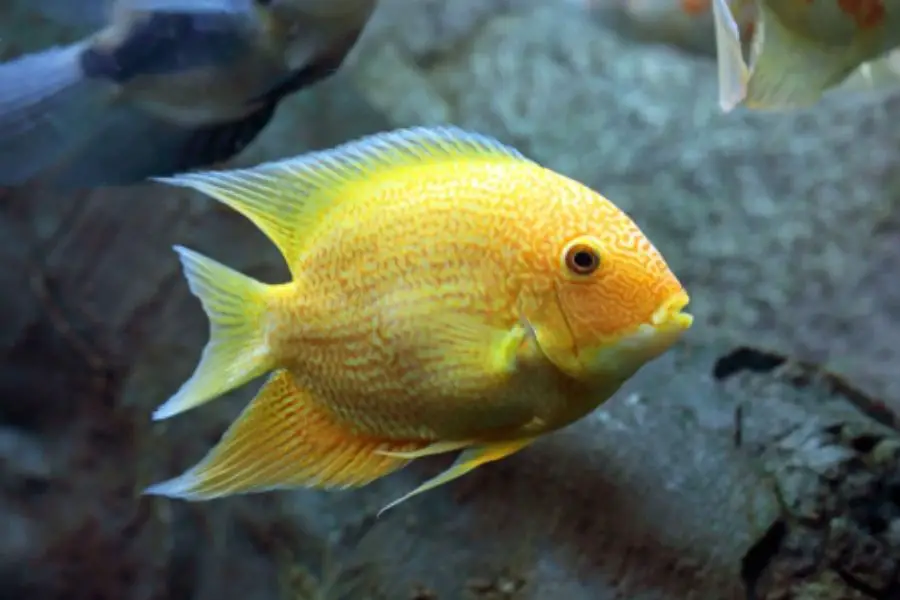 Gold Severums