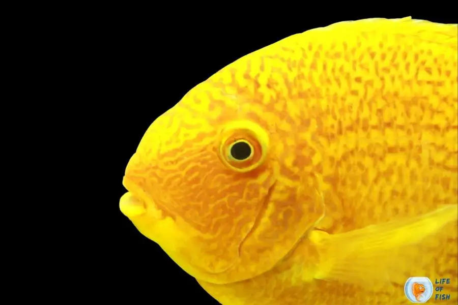 Gold Severums