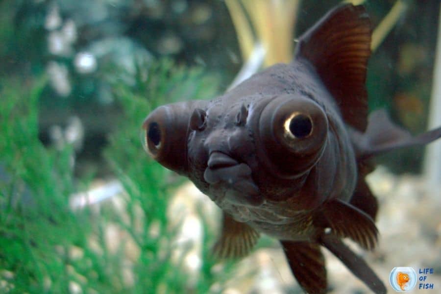 Baby Black Moor Goldfish