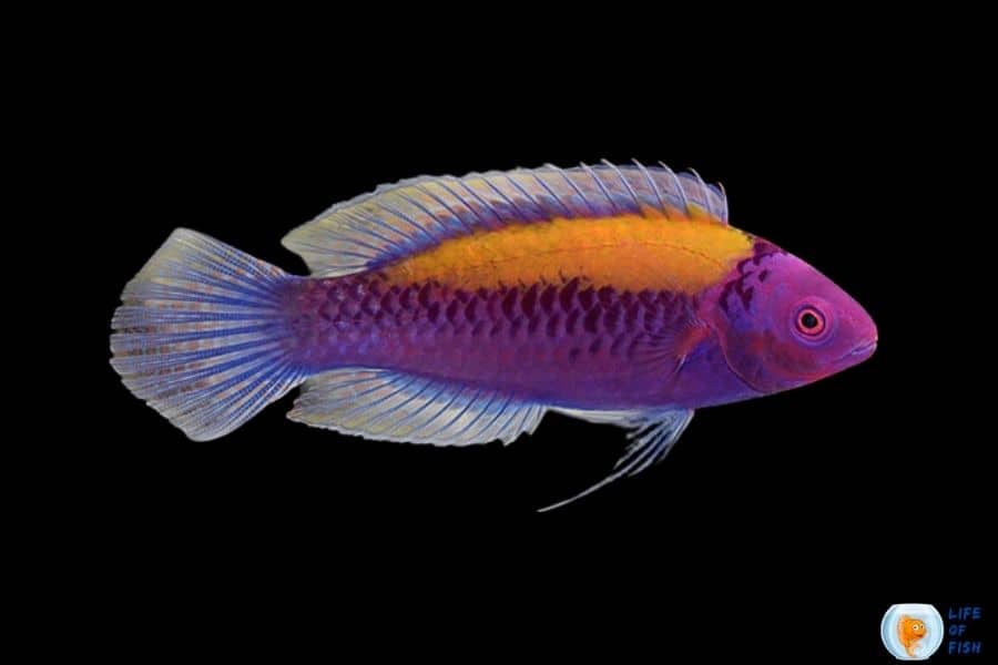 Orange Back fairy-wrasse