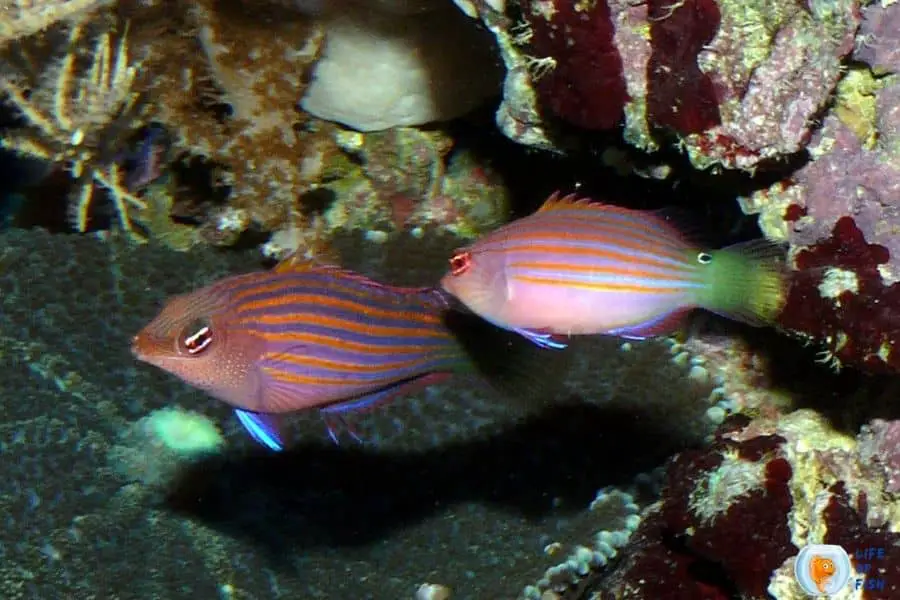 Sixline Wrasse Fish