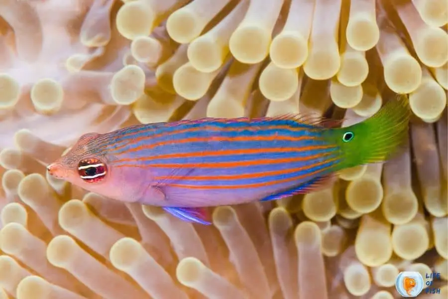 Sixline Wrasse Fish