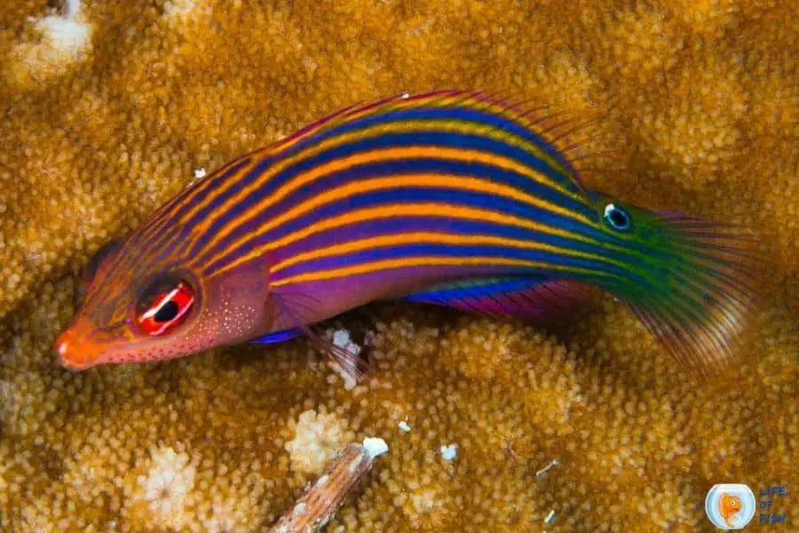 Wrasse Fish