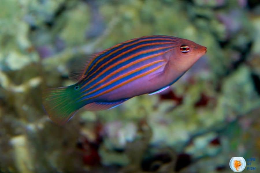 Sixline Wrasse Fish