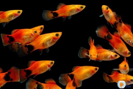 How To Tell If A Molly Fish Is Dying | 9 Signs |