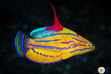 Yellowfin Flasher Wrasse | A Fish Like No One Else |