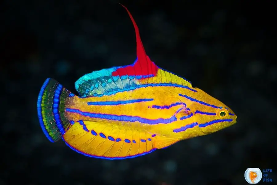 Yellowfin Flasher Wrasse