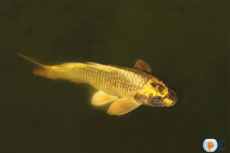 gold koi fish