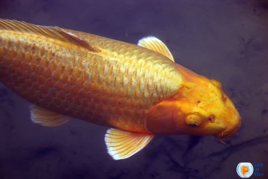 gold koi fish