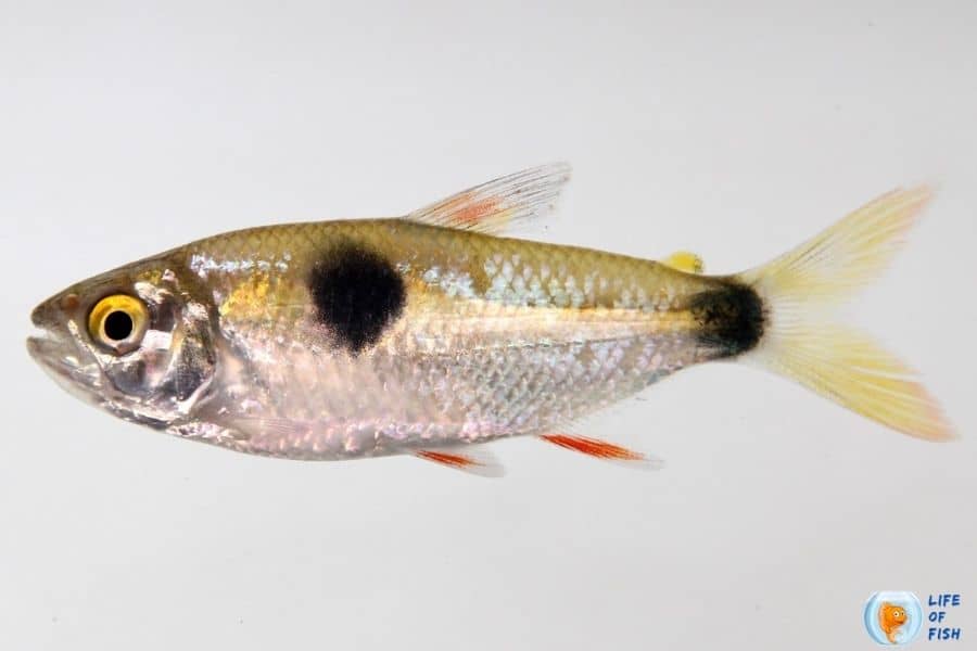 Bucktooth Tetra