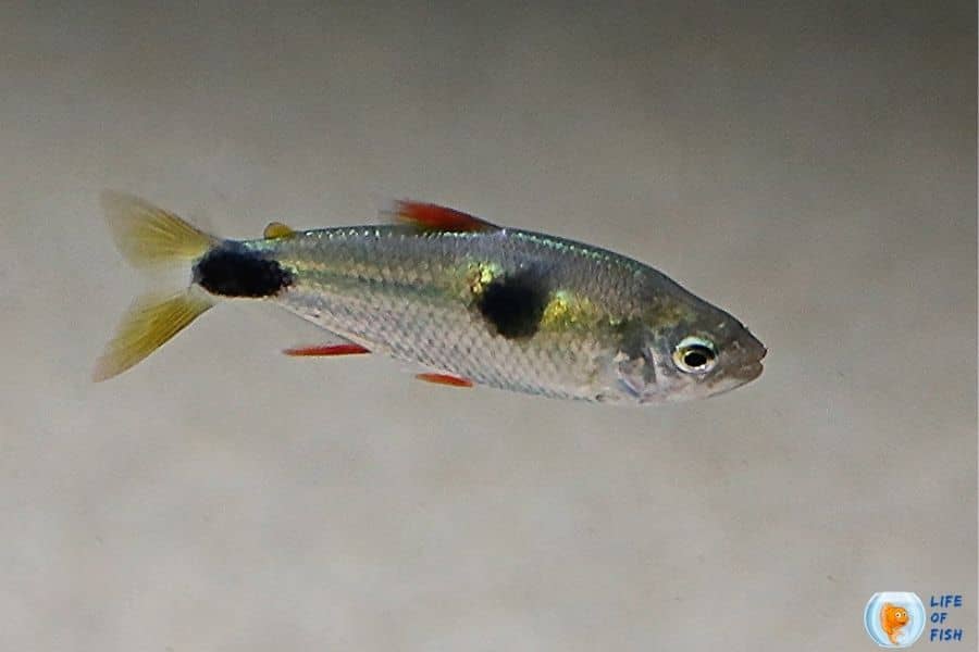 bucktooth tetra