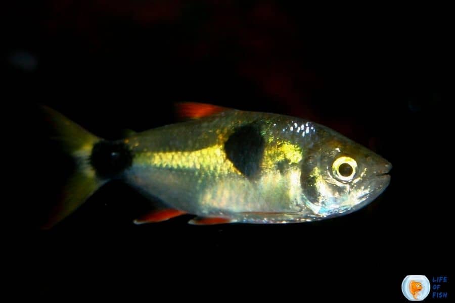 Bucktooth Tetra