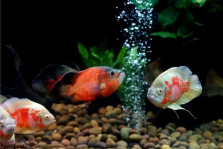 Do Oscar Fish Recognize Their Owners? Certainly !