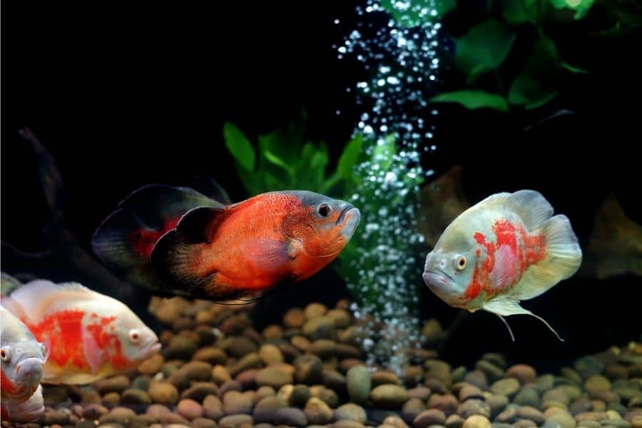 Can Aquarium Fish See In The Dark