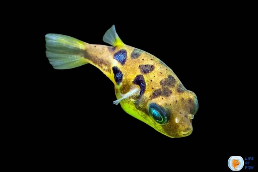 Dwarf Pea Puffer