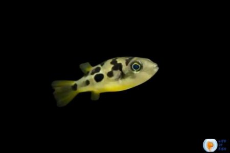 Dwarf Pea Puffer Care | Tiny Yet Competitive Fish |