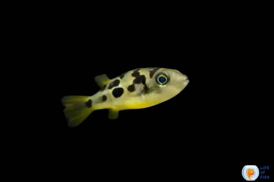 Dwarf Pea Puffer