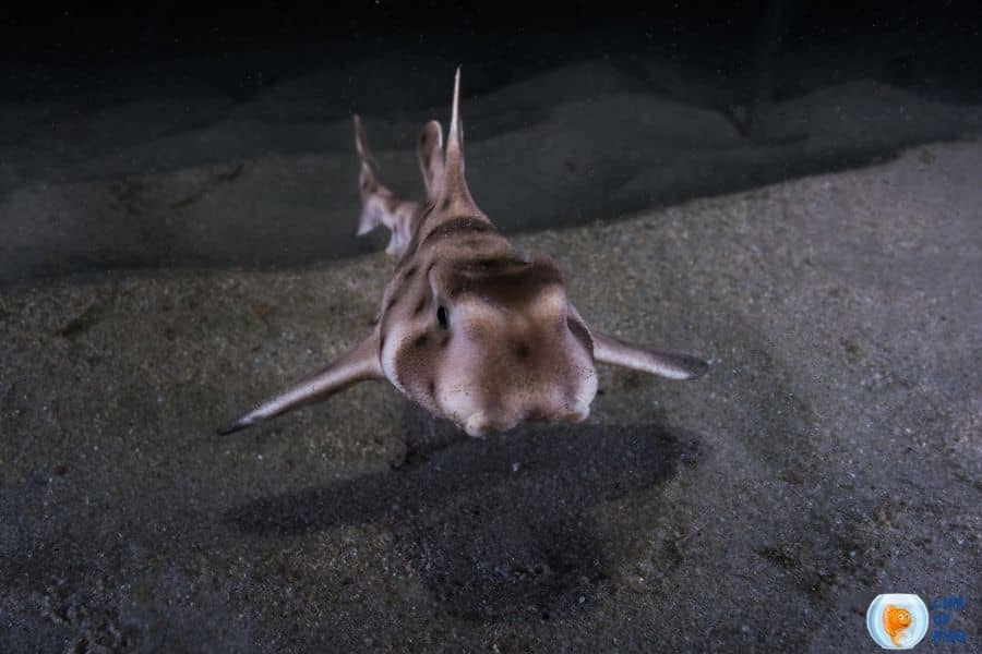 Horn Shark Tank Size