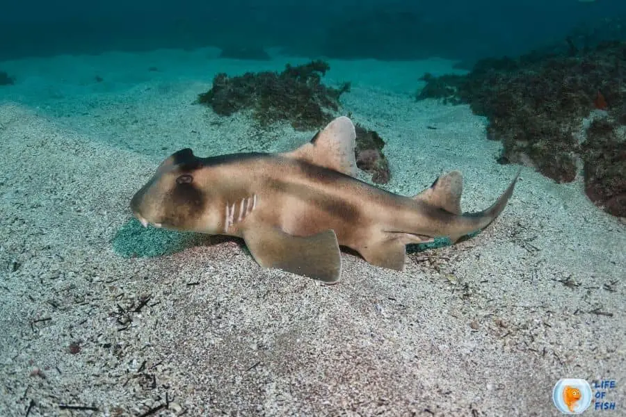 Horn Shark Tank Size