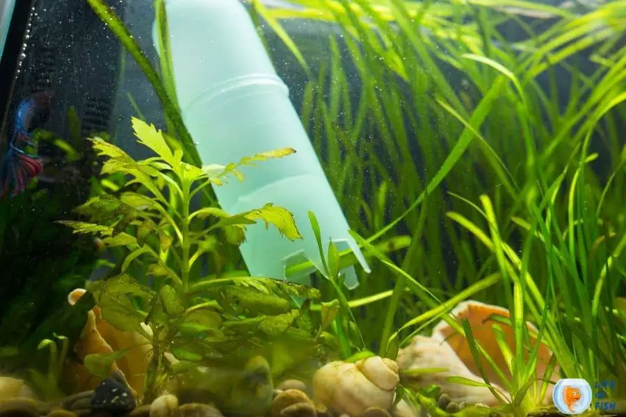 How To Use A Siphon Pump For A Fish Tank