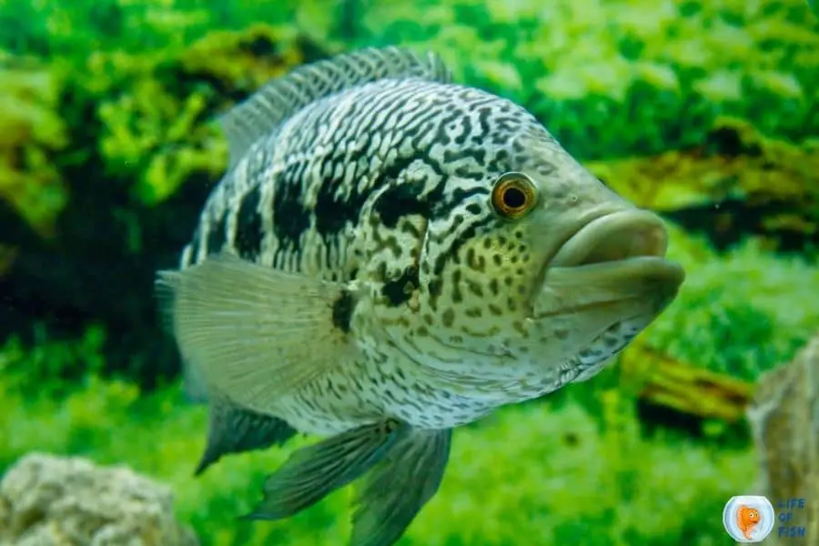 Jaguar Cichlid