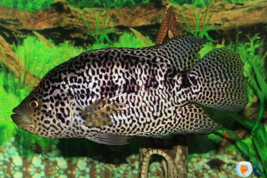 Jaguar Cichlid