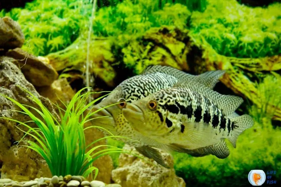 Jaguar Cichlid