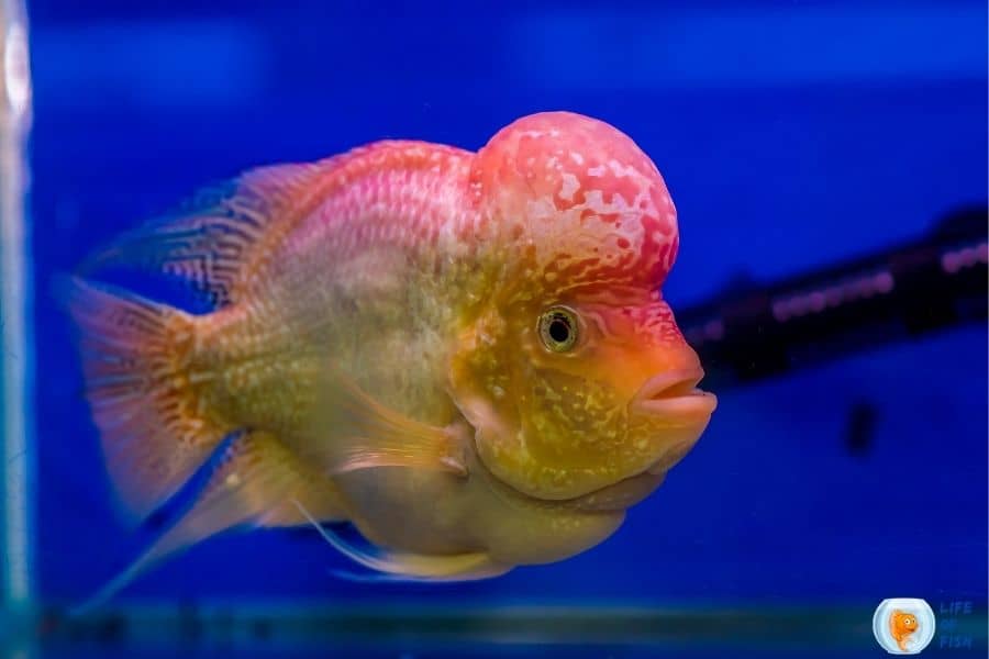 Kamfa flowerhorn