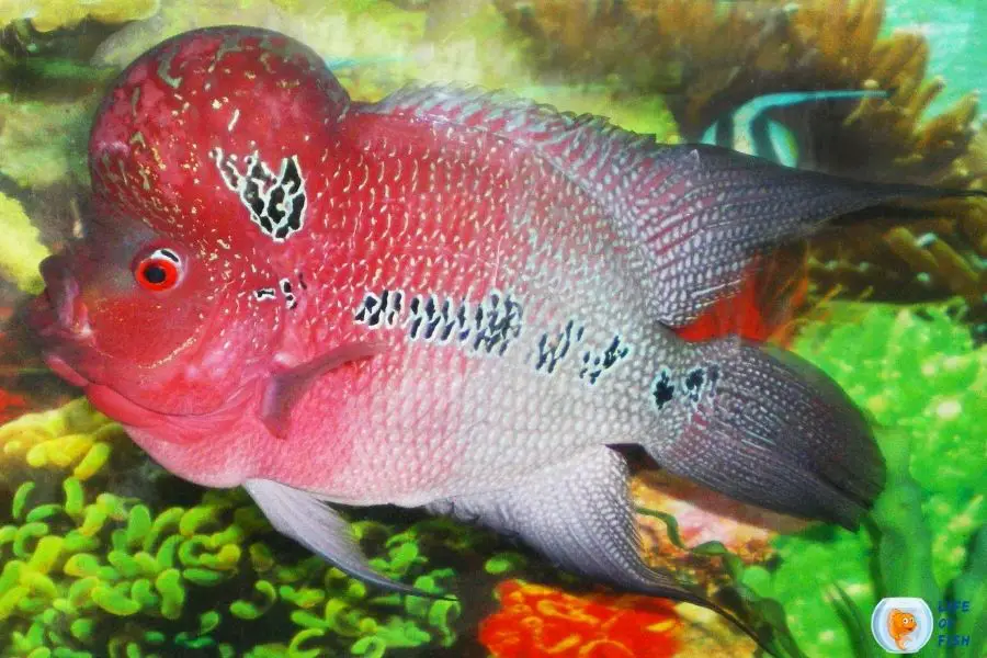 Kamfa flowerhorn