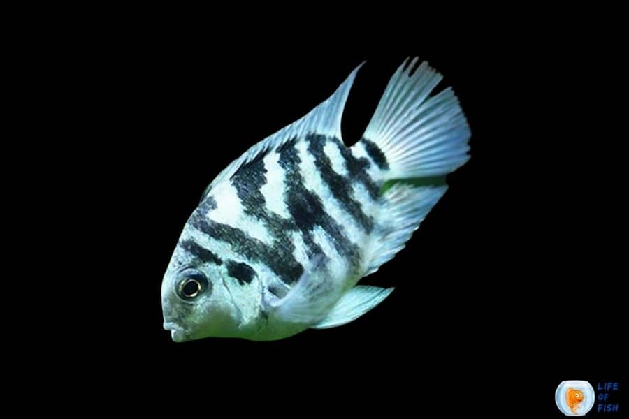 Polar Blue Parrot Cichlid