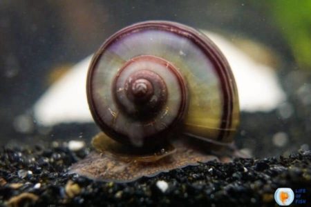 Should I Keep Mystery Snail Eggs? (That Depends)