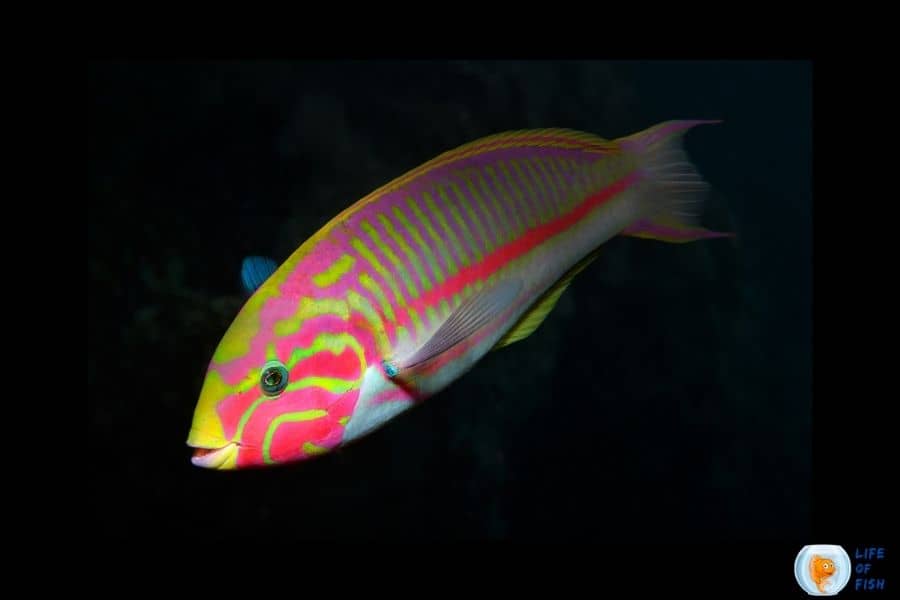 Thalassoma rueppellii