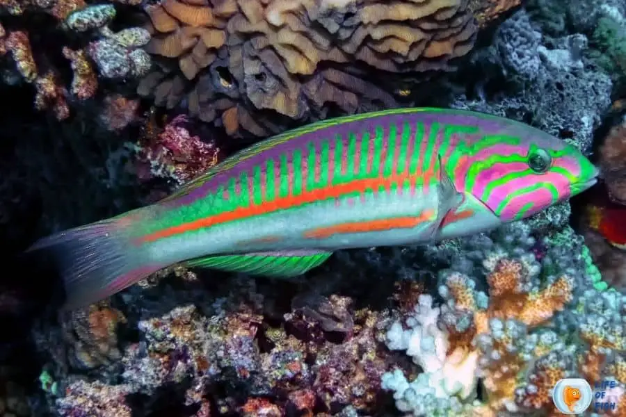 Thalassoma rueppellii