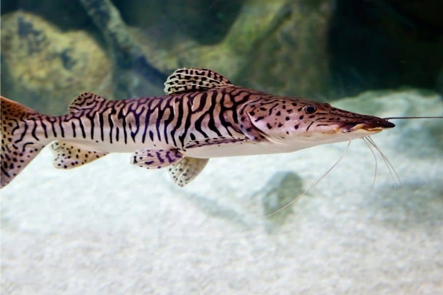Tiger Shovelnose Catfish max size